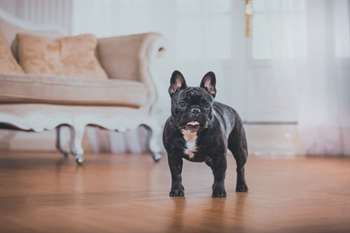 Buldogue francês