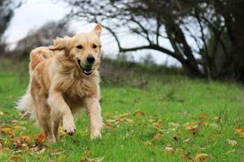 Golden retriever correndo com bola na boca