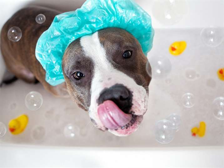 cão tomando banho