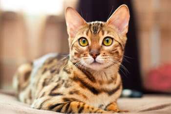 Conheça o gato de Bengala ou gato Bengal