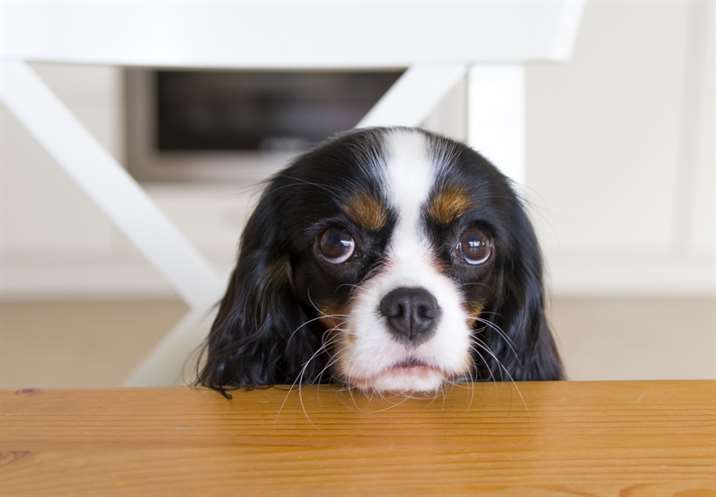 cão pedindo comida