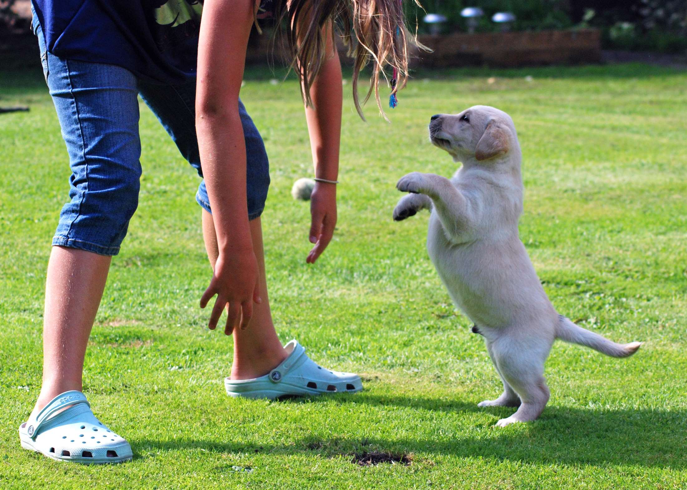 ensinar o cão a não pular