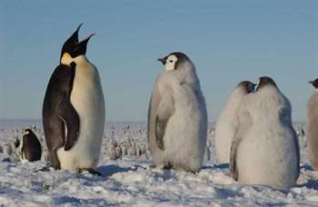 Pinguins e suas dificuldades 