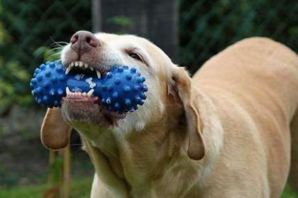 cão com brinquedo de escovação