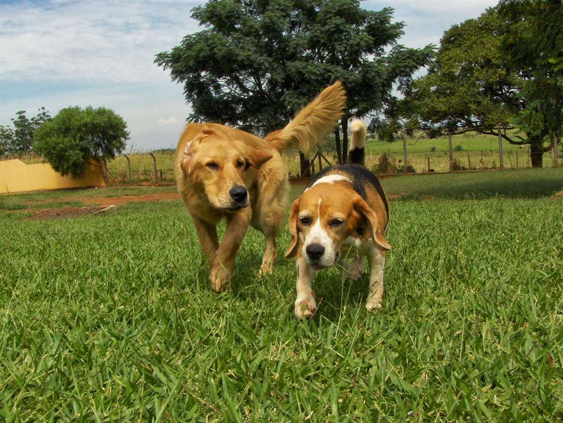 castração ajuda a acalmar os cães