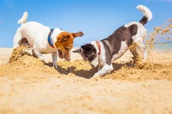 Cães cavando o chão