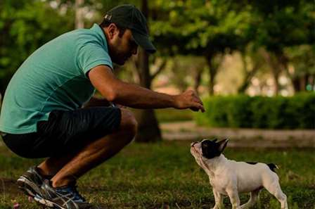 O adestrador recomenda paciência e atenção para ensinar ao pet 