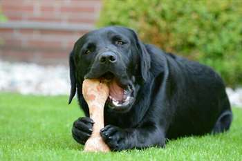 Como saber se meu cão precisa de mais cálcio