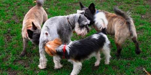 socializar cães