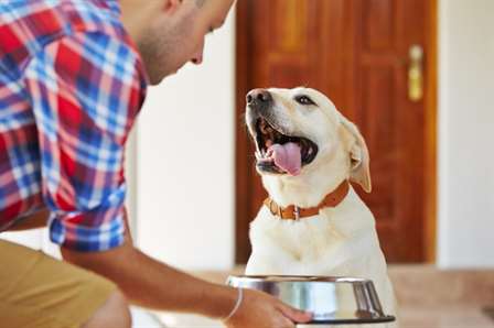 ensinar o cão a esperar