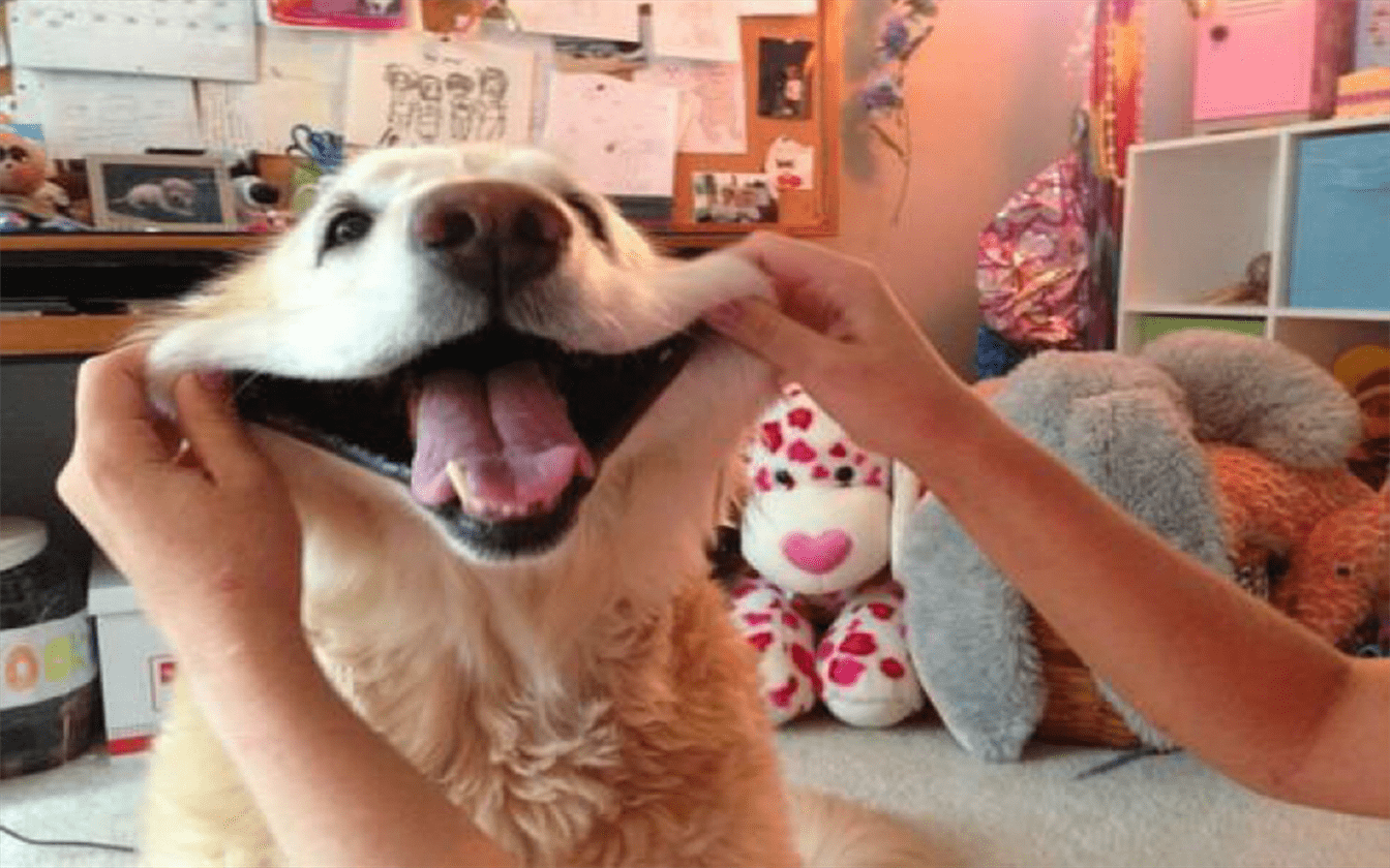 cão feliz