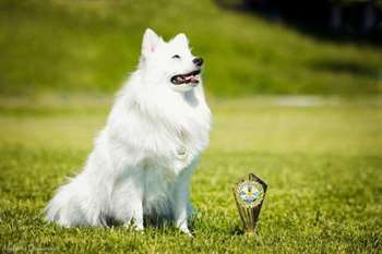 Raças de cães do japão