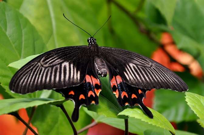 Borboleta mórmon