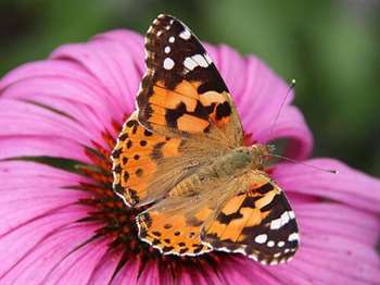 Borboleta sobre flor rosa