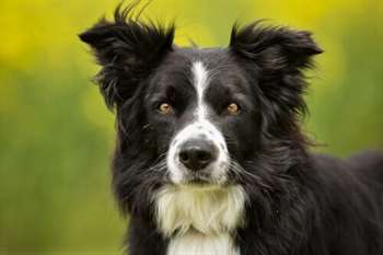 Raças de cães do campo: border collie