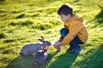 Menino alimentando coelhos