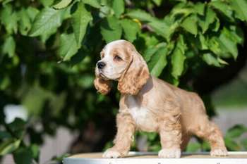 Cocker Spaniel Americano, um amigo fiel