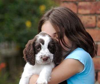 A ciência mostra que cães têm sentimentos