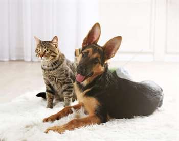 Amizade de cães e gatos