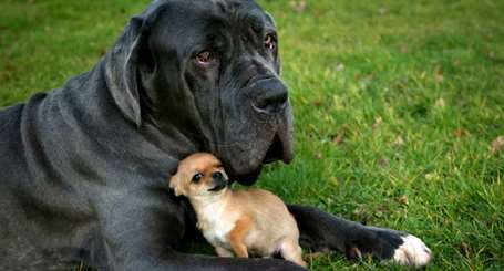 cÃ£o grande e um pequeno