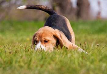 Cão farejando