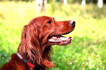 Cachorro de pelo ruivo