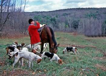 Cuidados com um cão de caça