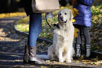 Cachorro esperando dona conversar