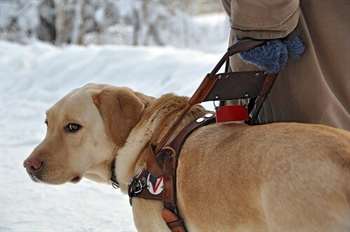 Cão-guia: como é feita a sua formação?