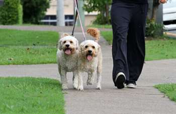 Como passear com um cão: Os primeiros passeios