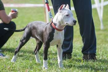 Adestrar um cachorro adulto não é tão complicado como você imagina