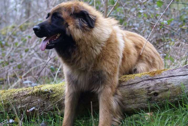 Cão da Serra da Estrela adulto