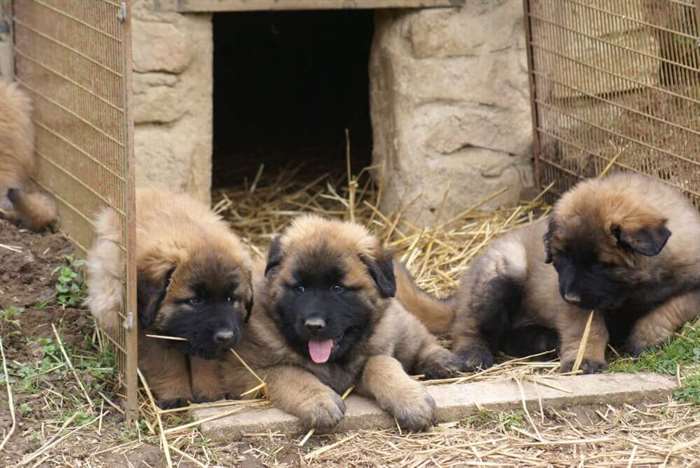 Cão da serra da estrela: um molosso bastante antigo