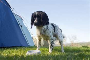 O que fazer se meu cão sofrer um acidente?