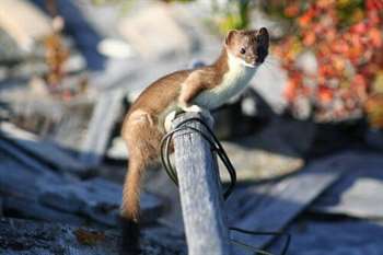 Animais que vivem em cavernas