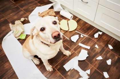 cÃ£o desobediente