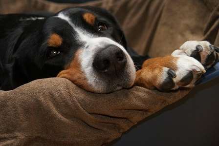 cÃ£o descansando