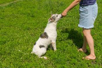 7 erros na criação de um cão