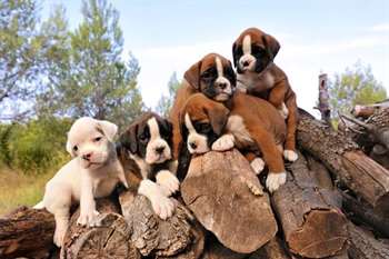 Filhotes de cachorro sobre pilha de madeira para lenha