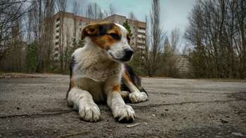 Cachorro na cidade abandonada de Chernobyl