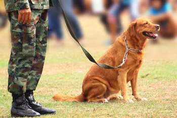 Histórias dos cães em guerras