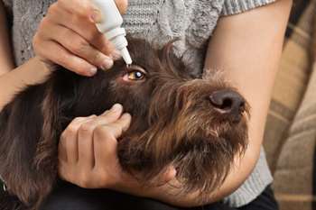 Dona aplicando colírio em cão