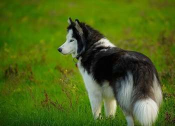 A hemofilia em cães