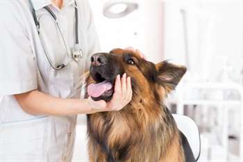 cão no veterinário