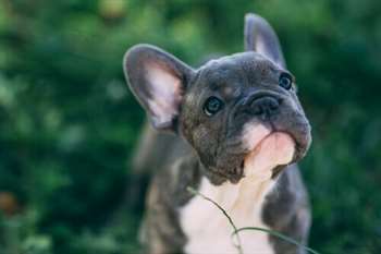 As doenças de ouvido em seu animal de estimação