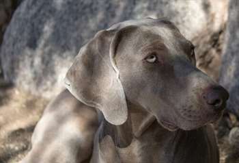 Cães do grupo 7: classificação de raças segundo a FCI