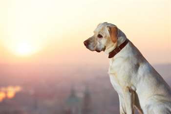 Oferecer recompensa por um cão perdido dá resultado?