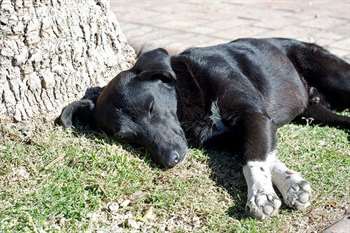 Cachorro dormindo