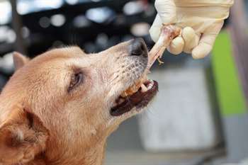 Cuidado com ossos cozidos, nunca os ofereça ao seu cão