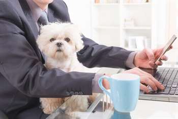 Os cães no ambiente de trabalho, uma maravilhosa companhia